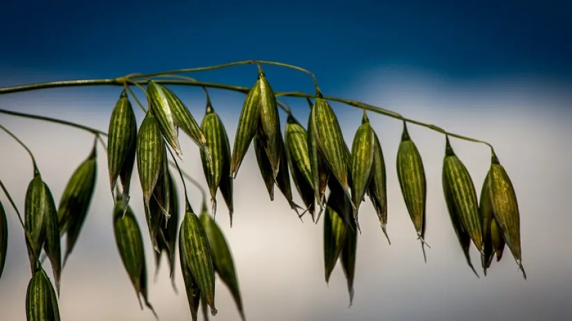 Minikowo (woj. kujawsko-pomorskie), 11.07.2016. Owies zwyczajny (Avena Sativa) - odmiana HARNAŚ. PAP/Tytus Żmijewski