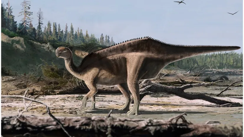 Istiorachis chasei. Autor ilustracji: James Brown. Grafika pochodzi z artykułu „The origins of neural spine elongation in iguanodontian dinosaurs and the osteology of a new sail-back styracosternan (Dinosauria, Ornithischia) from the Lower Cretaceous Wealden Group of England” (https://doi.org/10.1002/spp2.70034)