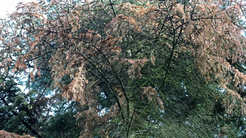 (woj. łódzkie), 23.09.2025. Zamierające z powodu zmiany klimatu i suszy drzewa iglaste w Arboretum w Rogowie, 23 bm. (aldg) PAP/Marian Zubrzycki