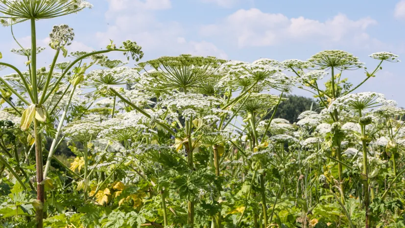 08.06.2024 PAP/Lech Muszyński