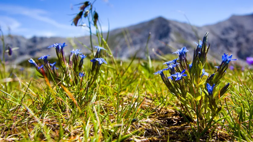 Goryczka śniegowa. Fot. Adobe Stock