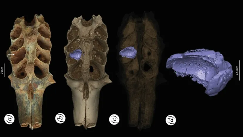 Część skamieniałej czaszki ssaka, zawierającej w zębodołach osad, który okazał się być wytworem prehistorycznych pszczół. Fot. Lazaro Viñola López