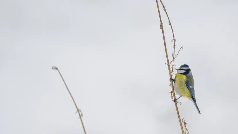 13.01.2026. Modraszka (Parus caeruleus) próbuje wyłuskać ziarenka z uschłej rośliny w mroźne popołudnie w Przemyślu. PAP/Darek Delmanowicz