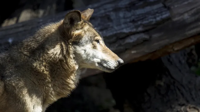 Wilk z siedliska „Wilcza Ostoja” we wrocławskim ogrodzie zoologicznym (soa) PAP/Aleksander Koźmiński