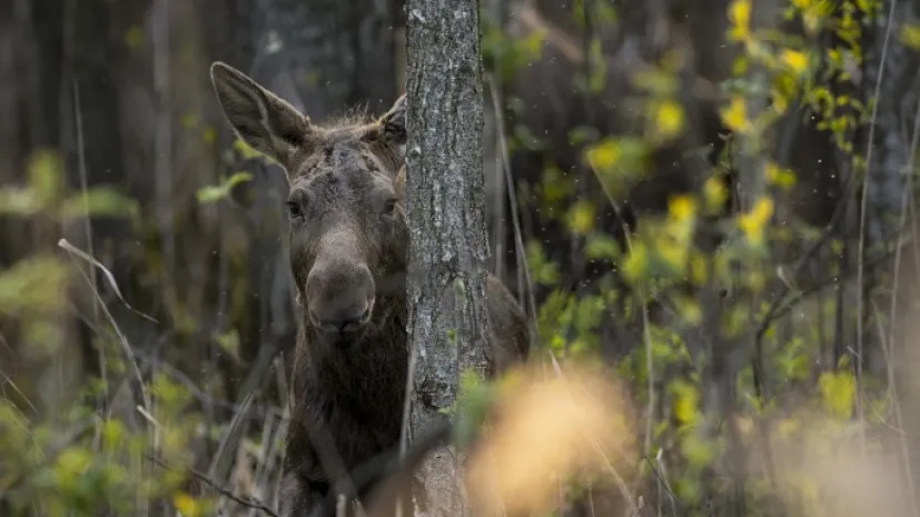 10.04.2017. N/z łoś (Alces alces) (mz/awol) PAP/Michał 