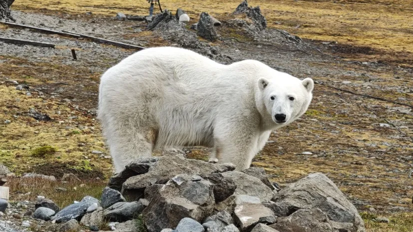 Fot. Krzesimir Tomaszewski