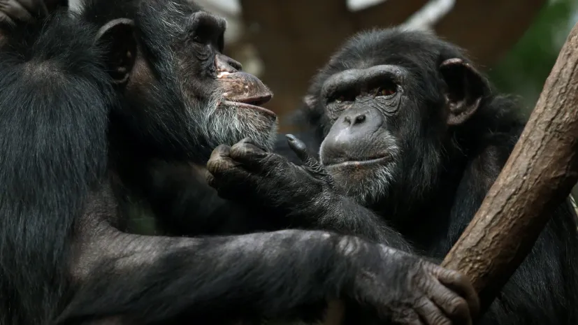 16.01.2014 PAP/Tomasz Gzell