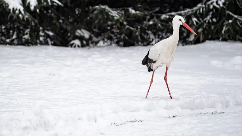 Bocian; Kozubszczyzna, ośrodek prowadzony przez Stowarzyszenie Szansa dla Bociana  (wp/doro) PAP/Wojciech Pacewicz
