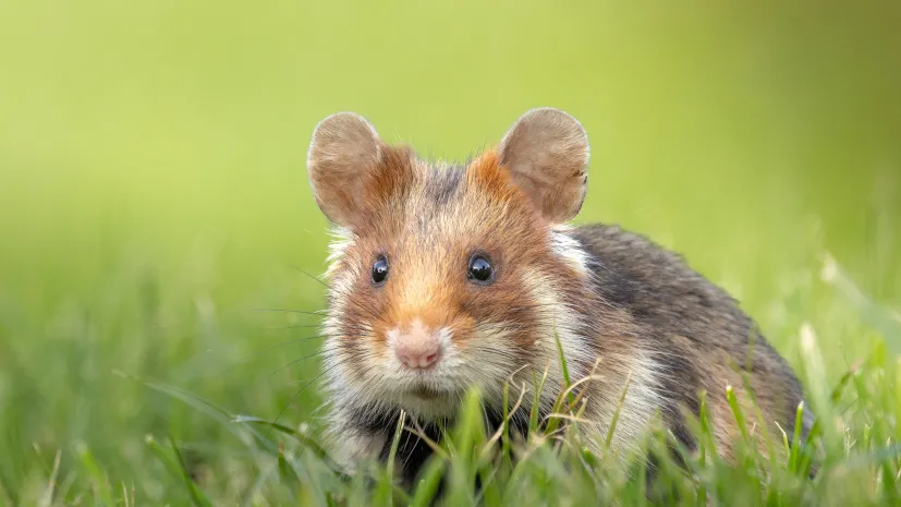 Chomik europejski (Cricetus cricetus) Fot. Adobe Stock