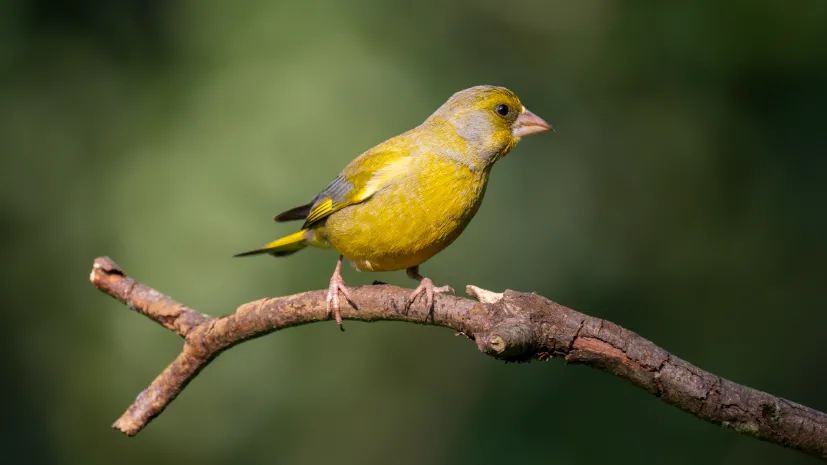 Dzwoniec zwyczajny. (Chloris chloris). Fot. Adobe Stock