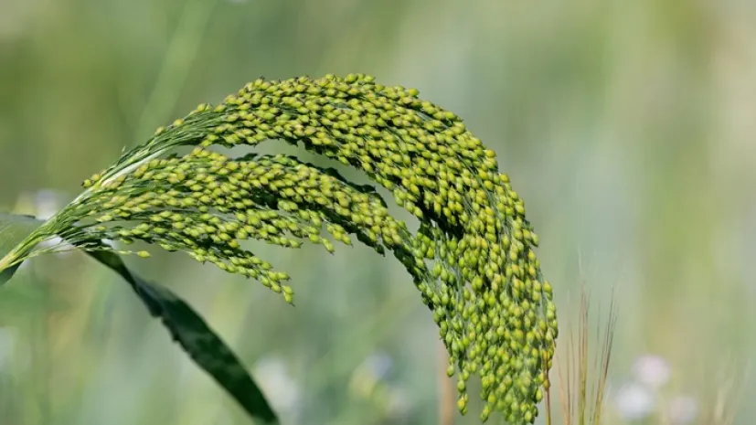 współczesne proso, fot. Adobe Stock
