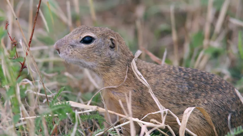 Fot. A. Kepel/PTOP „Salamandra”
