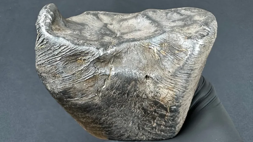 Nowy polski meteoryt. Na powierzchni widoczne są zastygnięte strużki materii. Fot. materiały prasowe