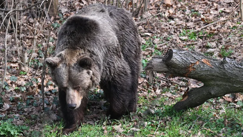 Wrocław 21.03.2026 Zwiedzający oglądają niedźwiedzie brunatne z nowej kładki we wrocławskim zoo. Fot. PAP/ Maciej Kulczyński