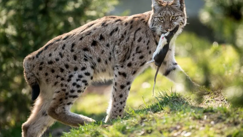 19.03.2015. Ryś podczas posiłku na wybiegu wrocławskiego zoo.(mk/mgut) PAP/Maciej Kulczyński