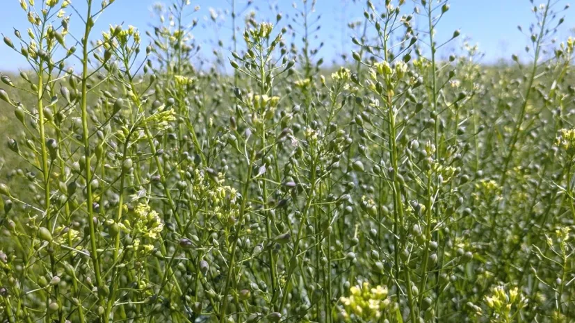 Lnianka siewna (Camelina sativa). Fot. materiały prasowe UPP