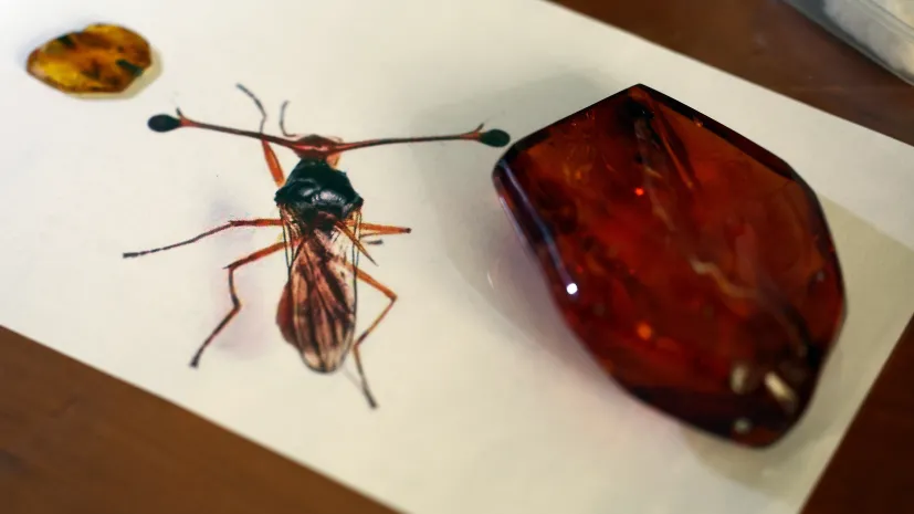 Kraków, 11.08.2026. Prezentacja zachowanego w bursztynie bałtyckim okazu muchówki z rodziny Diopsidae liczącej ok. 45 mln lat. Fot. PAP/Łukasz Gągulski
