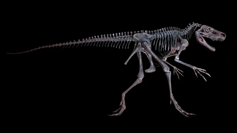 Smok wawelski – rekonstrukcja szkieletu gada naczelnego. Ze zbiorów Muzeum Ewolucji Instytutu Paleobiologii PAN. Fot. materiały prasowe