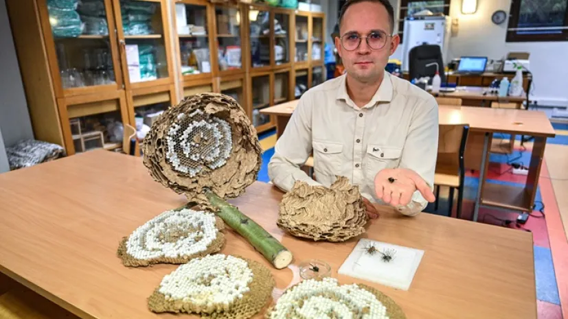 Kierownik Zakładu Hodowli Pszczół w Instytucie Hodowli Zwierząt na Wydziale Biologii i Hodowli Zwierząt UPWr prof. Paweł Migdał podczas prezentacji gniazda i osobników szerszenia żółtonogiego na Uniwersytecie Przyrodniczym we Wrocławiu, 30 bm. Wywodzący się z Azji szerszeń żółtonogi (Vespa velutina) to gatunek inwazyjny, który jest szczególnie niebezpieczny dla pszczół miodnych. W Europie po raz pierwszy stwierdzono go we Francji w 2004 r. Na UPWr trafiło pierwsze potwierdzone gniazdo tego gatunku w naszym kraju, pozyskane w okolicach Krakowa. (jm) PAP/Maciej Kulczyński